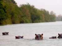 Wechiau Hippo Sanctuary